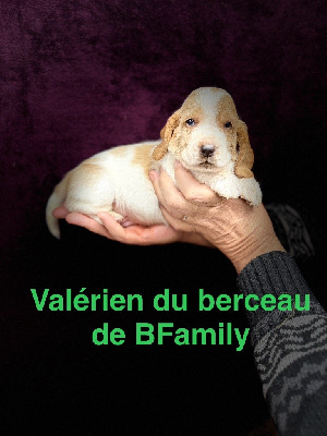 du berceau de bfamily - Basset Hound - Portée née le 29/02/2024