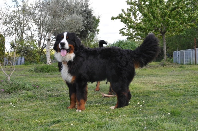 Loustic du Haras de la Vergne