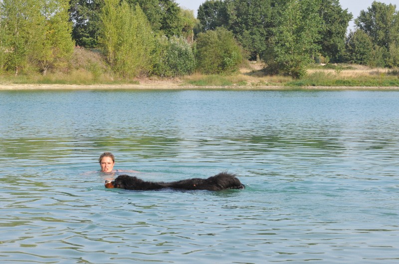 Dream du Haras de la Vergne