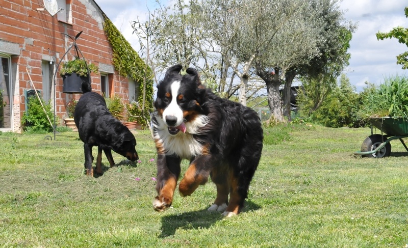 Loustic du Haras de la Vergne