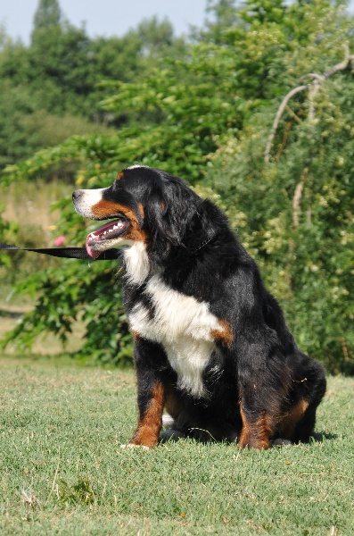 Elle est belle du Haras de la Vergne