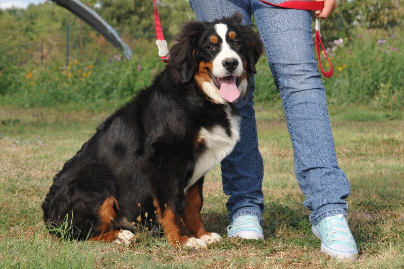 Elle est belle du Haras de la Vergne