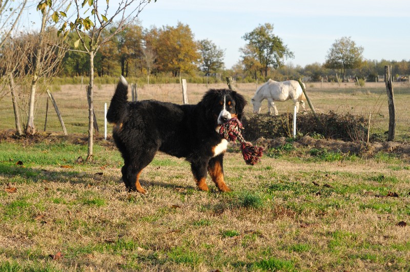 Hannibal du Haras de la Vergne