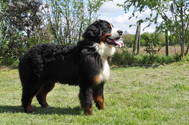 Loustic du Haras de la Vergne