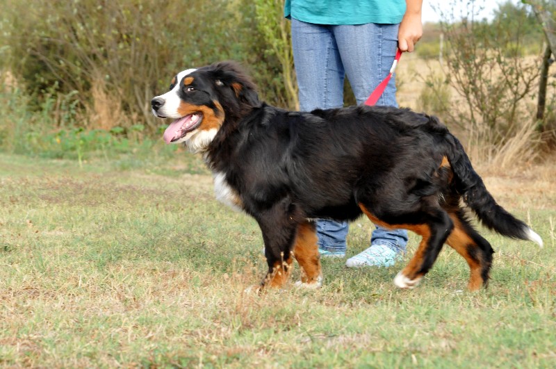 Elle est belle du Haras de la Vergne