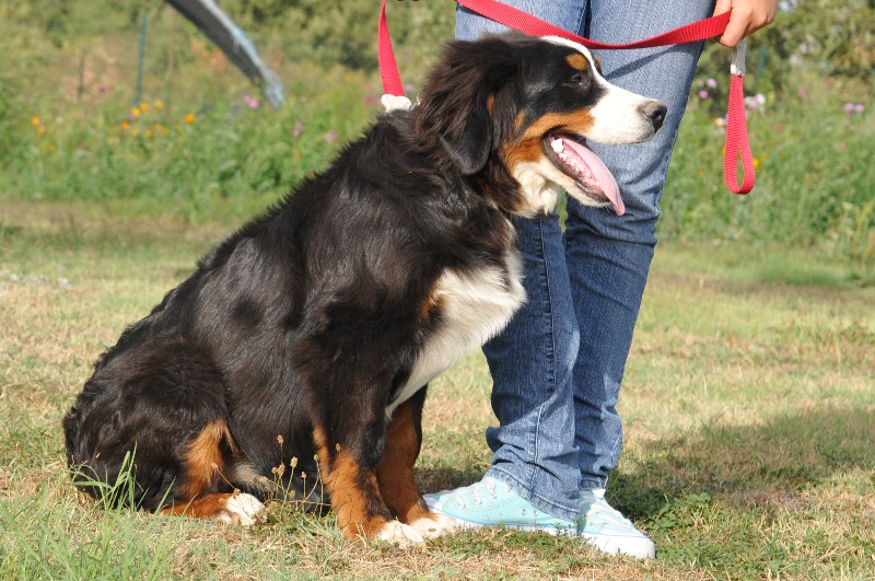 Elle est belle du Haras de la Vergne