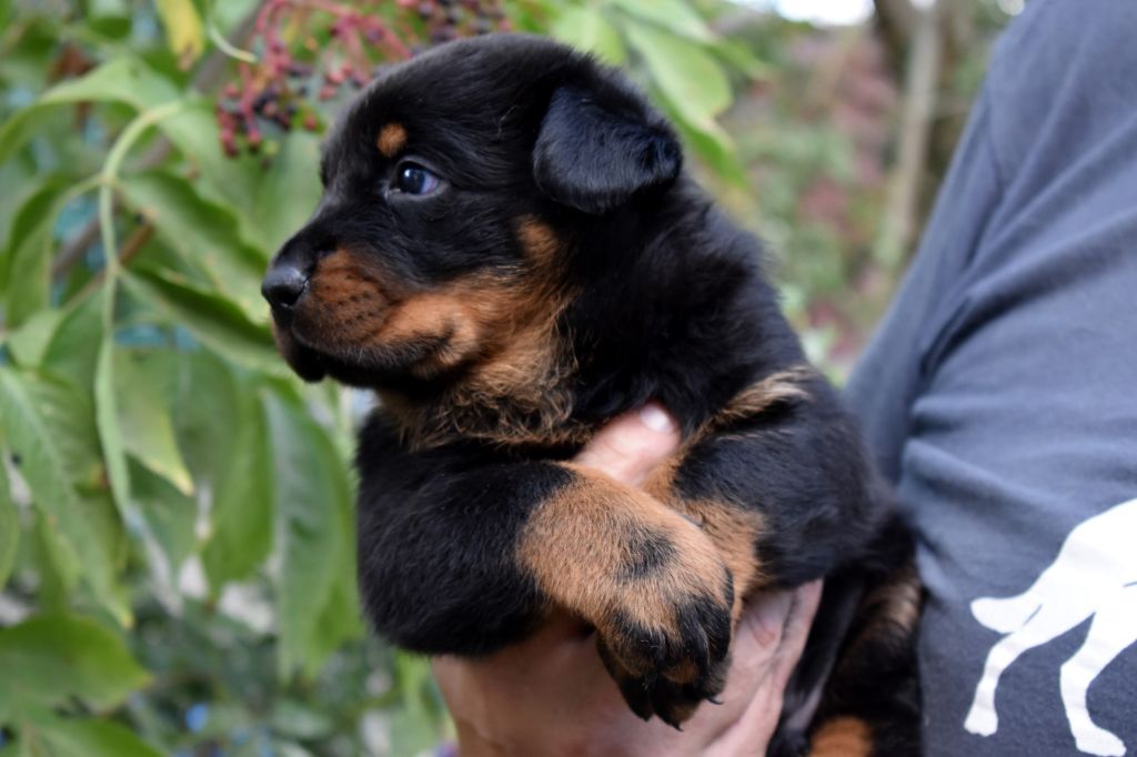 chiot Berger de Beauce du berceau de bfamily