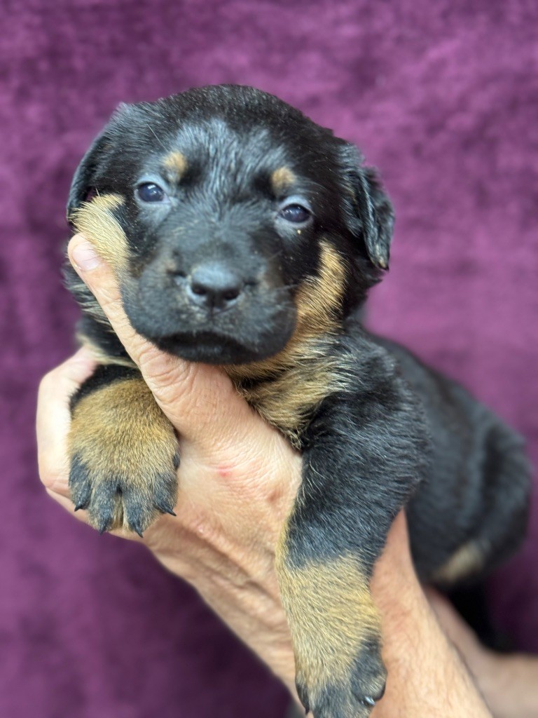 du berceau de bfamily - Chiot disponible  - Berger de Beauce