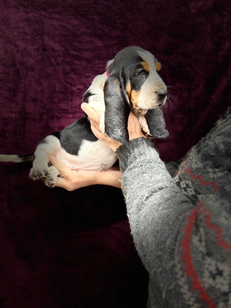 du berceau de bfamily - Chiot disponible  - Basset Hound