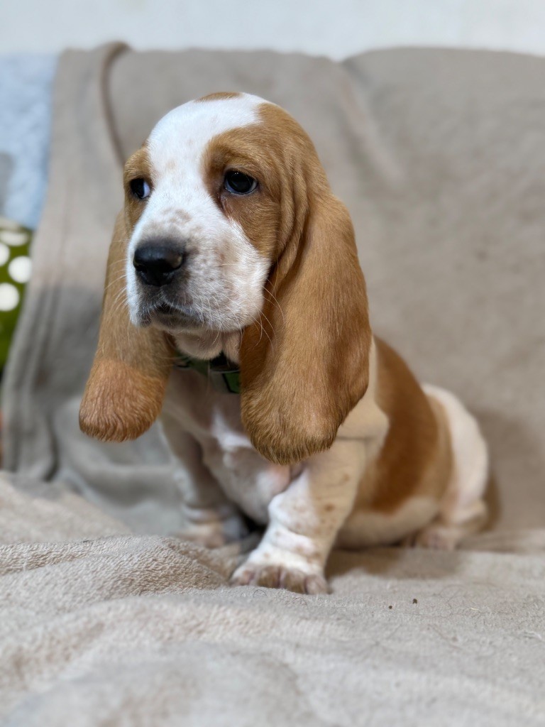 du berceau de bfamily - Chiot disponible  - Basset Hound