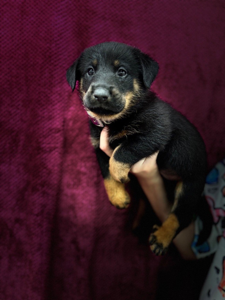 du berceau de bfamily - Chiot disponible  - Berger de Beauce