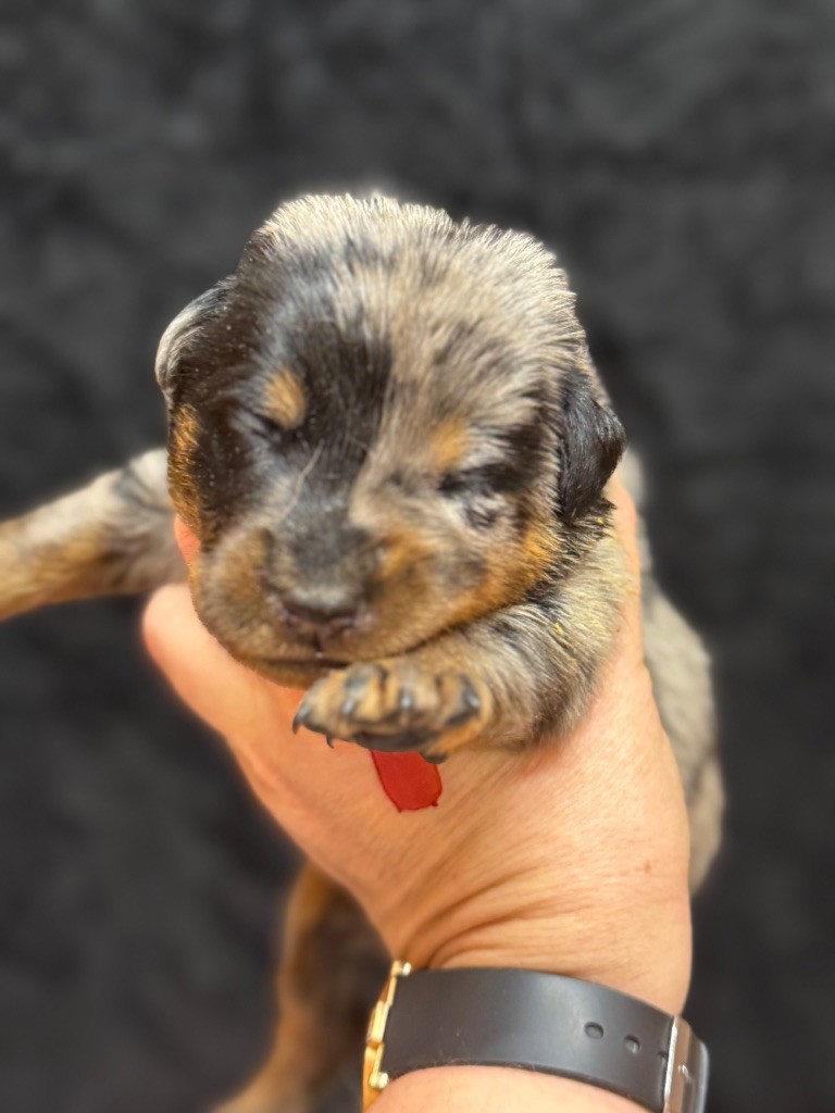 du berceau de bfamily - Chiot disponible  - Berger de Beauce