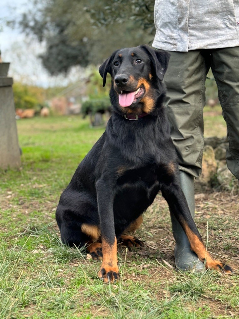 du berceau de bfamily - Chiot disponible  - Berger de Beauce