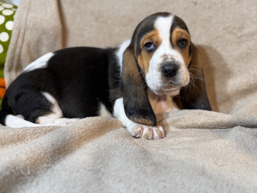 du berceau de bfamily - Chiot disponible  - Basset Hound