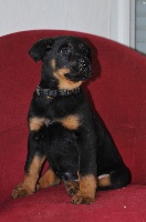 CHIOT: fiona