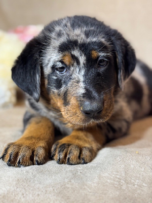 V-Dakota collier jaune, Arlequine