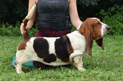 du berceau de bfamily - Basset Hound - Portée née le 03/12/2022