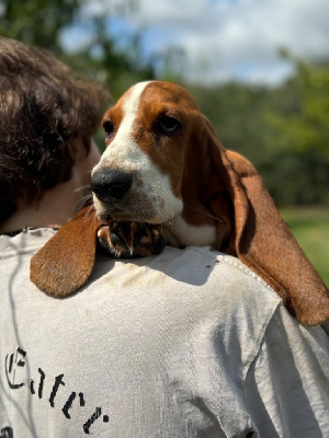 du berceau de bfamily - Basset Hound - Portée née le 26/02/2024