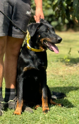 Ushuaia noire et feu collier jaune