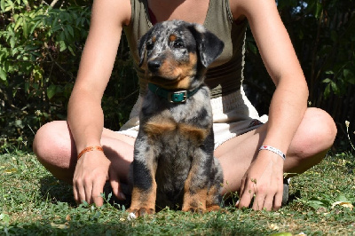 Unelle arlequine collier bleu ciel