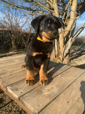 Titi noir et feu collier jaune