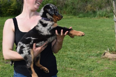 Tatooine arlequine collier violet