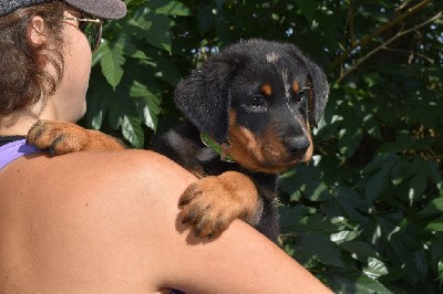 Uldivine arlequine collier vert clair