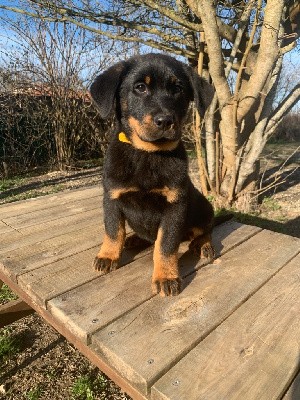 Titi noir et feu collier jaune