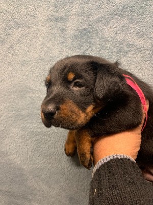 Tiny dog noire et feu collier rose