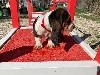 Pépone tricolore collier rouge