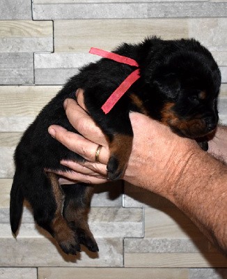 Une chérie noire et feu collier rose