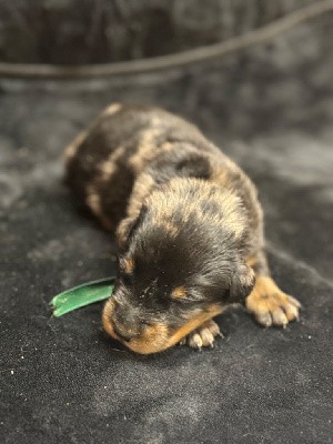 Vendee collier vert Arlequine