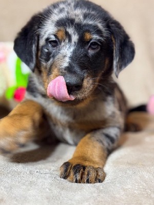 V-Dakota collier jaune, Arlequine