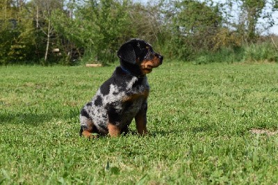 Tambor arlequin collier bleu