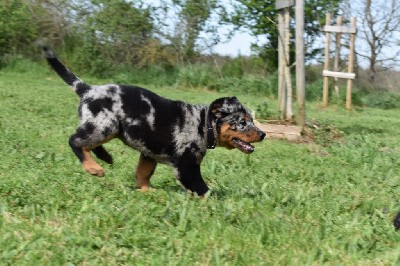 Tatooine arlequine collier violet