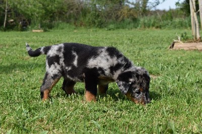 Tatooine arlequine collier violet