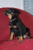 CHIOT: fiona