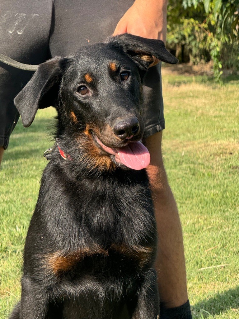 du berceau de bfamily - Chiot disponible  - Berger de Beauce