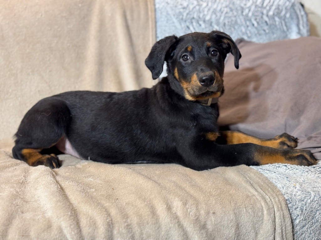 du berceau de bfamily - Chiot disponible  - Berger de Beauce