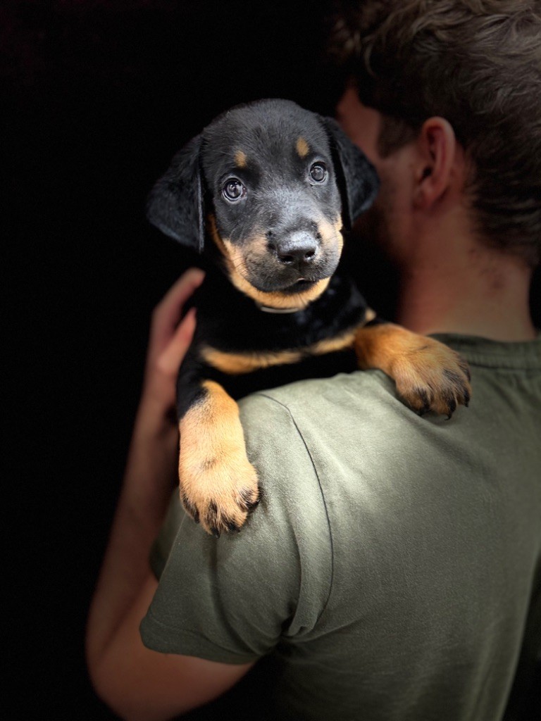 du berceau de bfamily - Chiot disponible  - Berger de Beauce