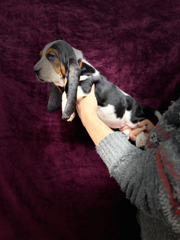 du berceau de bfamily - Chiot disponible  - Basset Hound