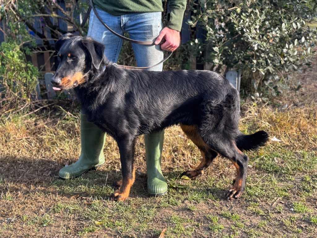 du berceau de bfamily - Chiot disponible  - Berger de Beauce