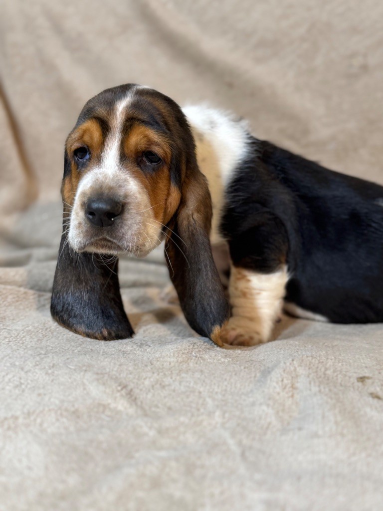 du berceau de bfamily - Chiot disponible  - Basset Hound