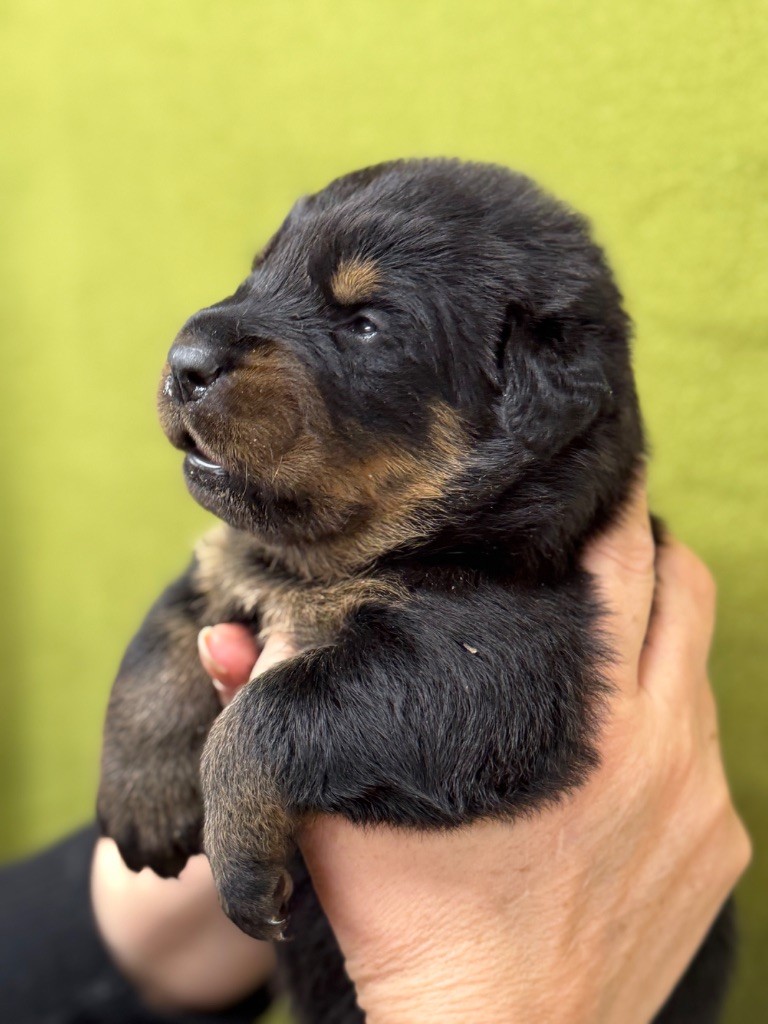 du berceau de bfamily - Chiot disponible  - Berger de Beauce