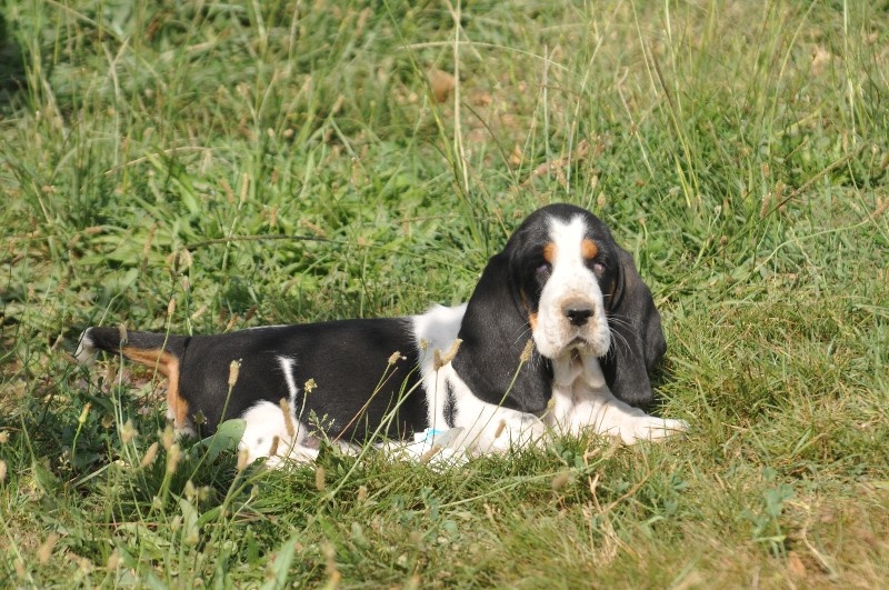 Chiot Elevage du berceau de bfamily eleveur de chiens Basset Hound