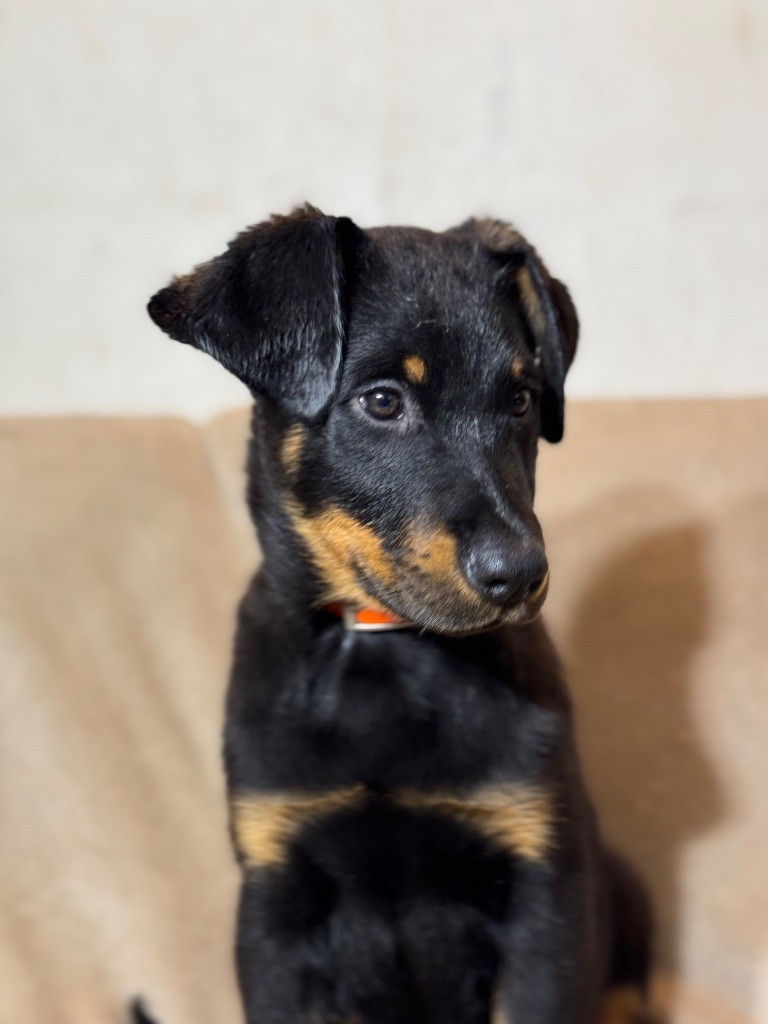 du berceau de bfamily - Chiot disponible  - Berger de Beauce