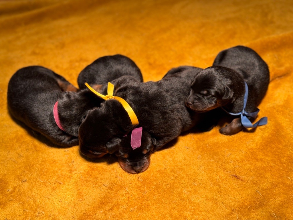 chiot Berger de Beauce du berceau de bfamily