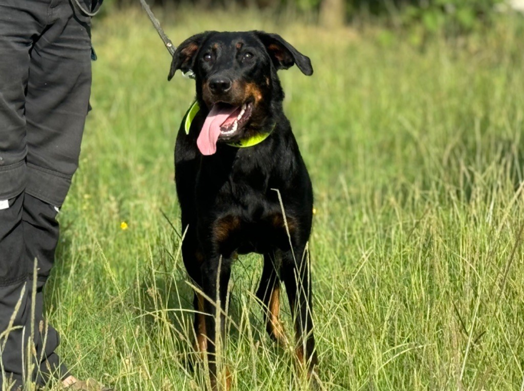 du berceau de bfamily - Chiot disponible  - Berger de Beauce