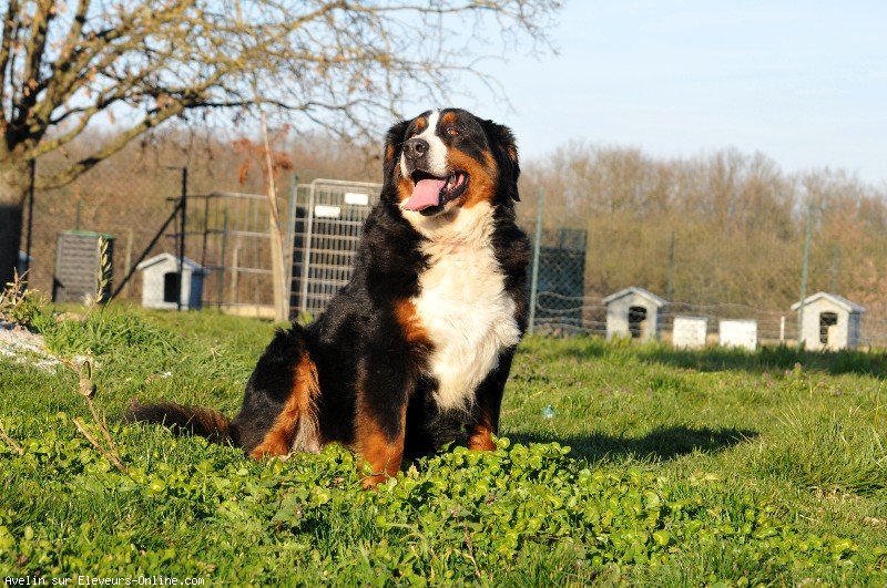Taquine du Haras de la Vergne