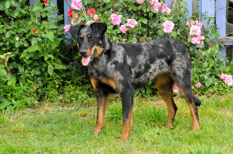 CH. Fame du berceau de bfamily